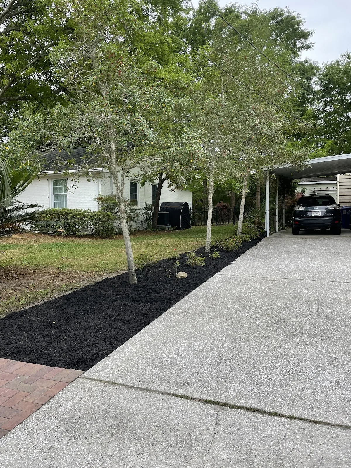 Black mulch and tree planting in Ravenel SC